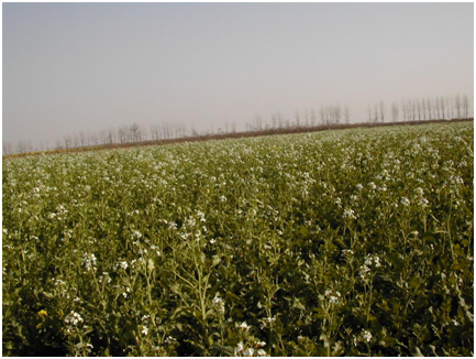 首页|bifa必发集团中国官方网站