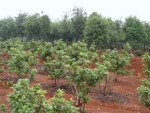 首页|bifa必发集团中国官方网站