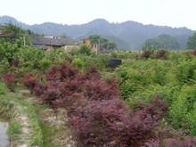 首页|bifa必发集团中国官方网站